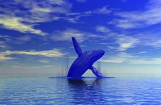 Paus biru hidup dimana